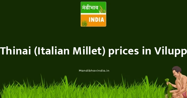 Thinai (Italian Millet) price